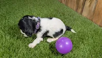 Boots Girl 2, a female Cavalier King Charles Spaniel for sale in Halfway, MO – 4 of 5