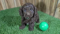 Honey Boy 1, a male Cavapoo for sale in Halfway, MO – 2 of 4