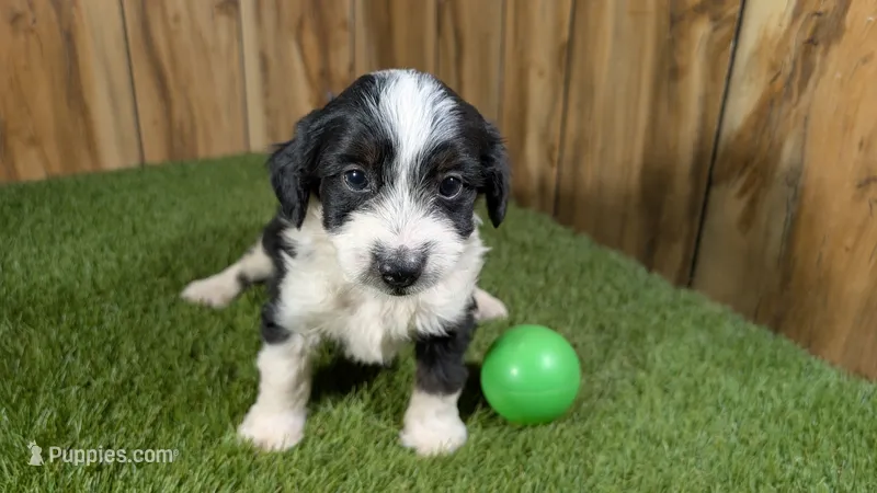 Sunset Boy 4 – Miniature Aussiedoodle puppy for sale in Halfway, MO