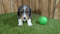 Pansy Boy 1, a male Miniature Dachshund for sale in Halfway, MO – 2 of 5