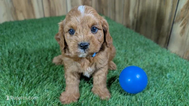 Sky Boy 2 – Cavapoo puppy for sale in Halfway, MO