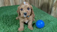 Sky Boy 2, a male Cavapoo for sale in Halfway, MO – 1 of 4