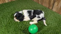 Missy Boy 4, a male Cavalier King Charles Spaniel for sale in Halfway, MO – 3 of 5