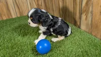 Missy Boy 3, a male Cavalier King Charles Spaniel for sale in Halfway, MO – 4 of 5