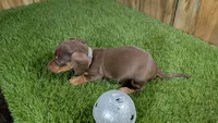 Tilly Boy 2, a male Miniature Dachshund for sale in Halfway, MO – 4 of 5