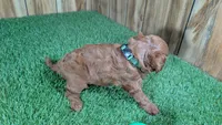 Sadie Boy 2, a male Cavapoo for sale in Halfway, MO – 4 of 5