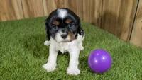 Bessie Girl 2, a male Cavalier King Charles Spaniel for sale in Halfway, MO – 2 of 5