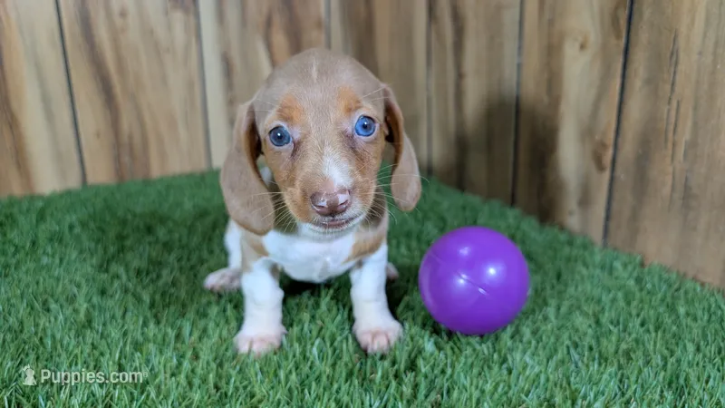 Cutie girl 2 – Miniature Dachshund puppy on hold in Halfway, MO