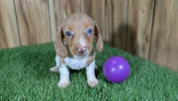 Cutie girl 2, a female Miniature Dachshund for sale in Halfway, MO – 1 of 5