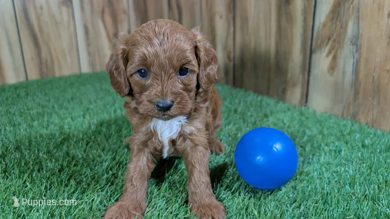 Sadie Boy 3 – Cavapoo puppy for sale in Halfway, MO