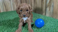 Sadie Boy 3, a male Cavapoo for sale in Halfway, MO – 1 of 4