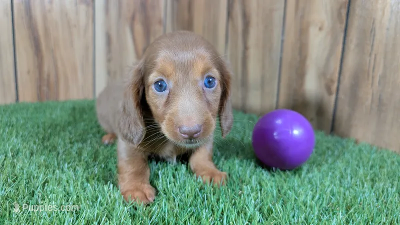 Cutie Girl 3 – Miniature Dachshund puppy on hold in Halfway, MO