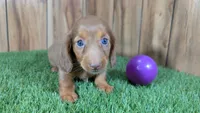 Cutie Girl 3, a female Miniature Dachshund for sale in Halfway, MO – 1 of 5