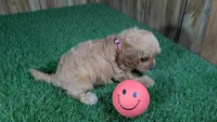 Lyla Girl 3, a female Cavapoo for sale in Halfway, MO – 5 of 5