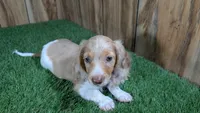 Sweetie Boy 5 AKC, a male Miniature Dachshund for sale in Halfway, MO – 2 of 5