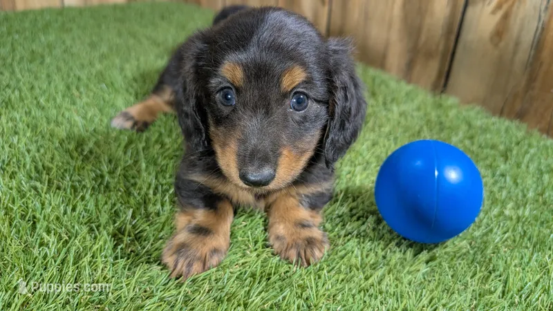 Harlie's Boy 1 – Miniature Dachshund puppy for sale in Halfway, MO