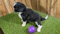 Sunsets girl, a female Miniature Aussiedoodle for sale in Halfway, MO – Photo 4 of 4