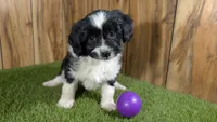 Sunsets girl, a female Miniature Aussiedoodle for sale in Halfway, MO – Photo 2 of 4