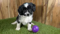 Sunsets girl, a female Miniature Aussiedoodle for sale in Halfway, MO – Photo 1 of 4