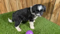 Sunsets girl, a female Miniature Aussiedoodle for sale in Halfway, MO – Photo 3 of 4