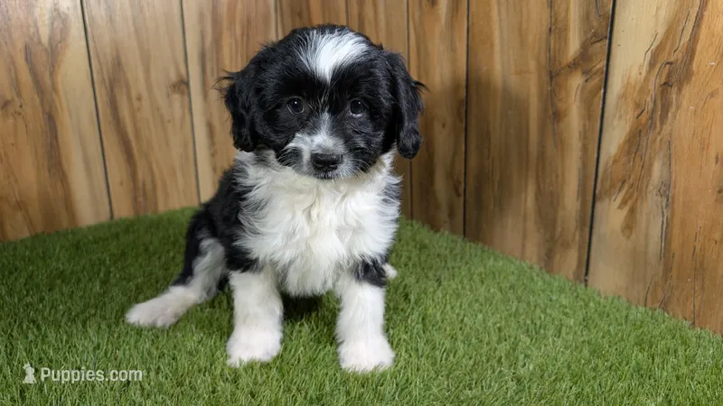 Sunsets girl – Miniature Aussiedoodle puppy for sale in Halfway, MO