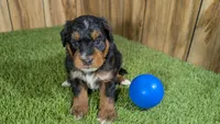 Sunset Boy 2, a male Miniature Aussiedoodle for sale in Halfway, MO – 2 of 4
