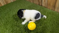 Missy Girl 1, a female Cavalier King Charles Spaniel for sale in Halfway, MO – 5 of 5