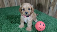 Lyla Girl 3, a female Cavapoo for sale in Halfway, MO – 2 of 5