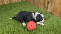 Sunset Girl 3, a female Miniature Aussiedoodle for sale in Halfway, MO – 3 of 4