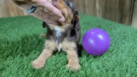 Boots Girl 3, a female Cavalier King Charles Spaniel for sale in Halfway, MO – 5 of 6