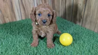 Harlow Girl 2, a female Cavapoo for sale in Halfway, MO – 2 of 5
