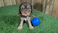 Donut Boy 2, a male Cavalier King Charles Spaniel for sale in Halfway, MO – 2 of 5
