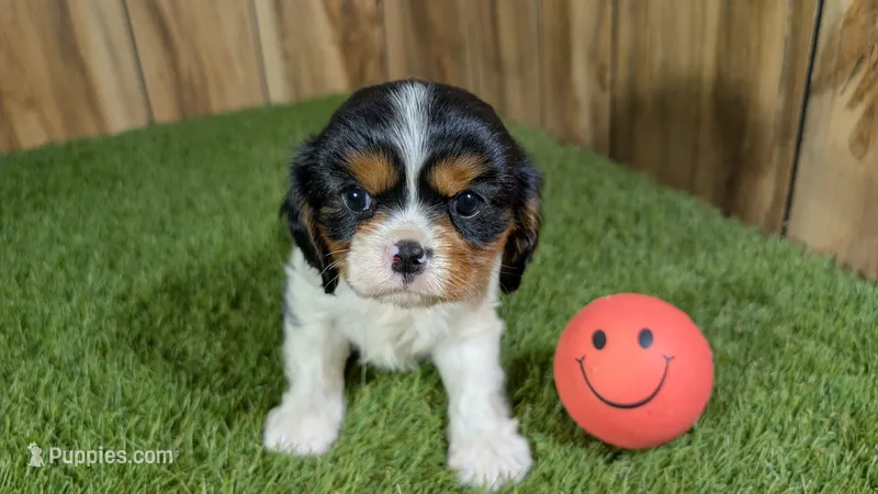 Hannah Girl 2 – Cavalier King Charles Spaniel puppy for sale in Halfway, MO