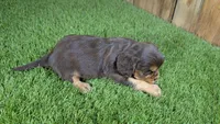 Boots Girl 3, a female Cavalier King Charles Spaniel for sale in Halfway, MO – 6 of 6