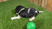 Bessie Boy 2, a male Cavalier King Charles Spaniel for sale in Halfway, MO – 4 of 4
