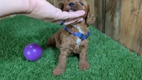 Sadie Girl 1, a female Cavapoo for sale in Halfway, MO – 3 of 5