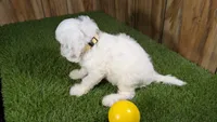 Lyla Girl 1, a female Cavapoo for sale in Halfway, MO – 3 of 4