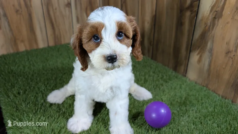 LaRae Girl 1 – Cavapoo puppy for sale in Halfway, MO