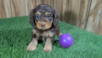 Honey Girl 2, a female Cavapoo for sale in Halfway, MO – 2 of 5