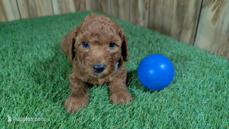 Honeycomb Boy 4 – Poodle - Miniature  puppy for sale in Halfway, MO