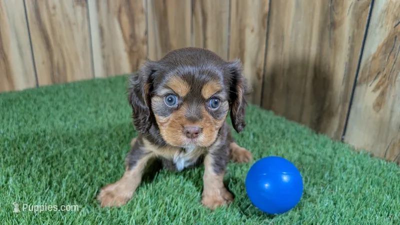 Donut Boy 2 – Cavalier King Charles Spaniel puppy for sale in Halfway, MO