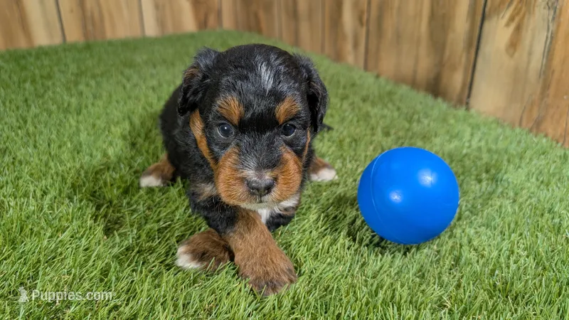Sunset Boy 2 – Miniature Aussiedoodle puppy for sale in Halfway, MO