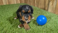 Sunset Boy 2, a male Miniature Aussiedoodle for sale in Halfway, MO – 1 of 4