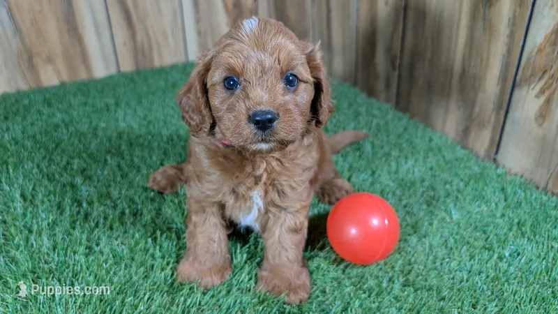 Sky Boy 4 – Cavapoo puppy for sale in Halfway, MO