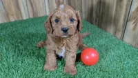 Sky Boy 4, a male Cavapoo for sale in Halfway, MO – 1 of 4