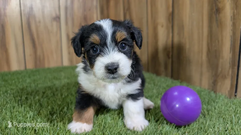 Sunset Girl 4 – Miniature Aussiedoodle puppy for sale in Halfway, MO