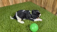 Bessie Boy 2, a male Cavalier King Charles Spaniel for sale in Halfway, MO – 3 of 4