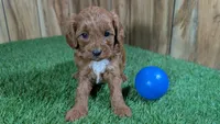 Sadie Boy 3, a male Cavapoo for sale in Halfway, MO – 2 of 4
