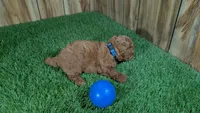 Little Honey Boy 1, a male Poodle - Miniature  for sale in Halfway, MO – 2 of 5