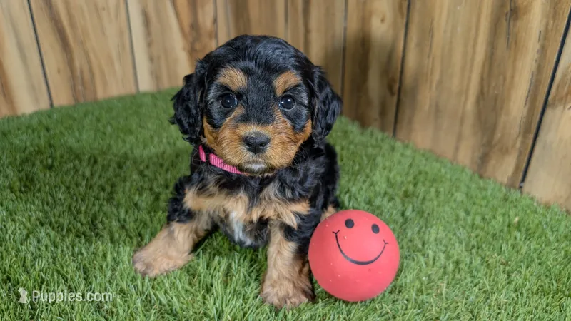 Honey Girl 3 – Cavapoo puppy for sale in Halfway, MO